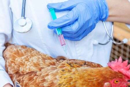 Poultry Vaccine Market'