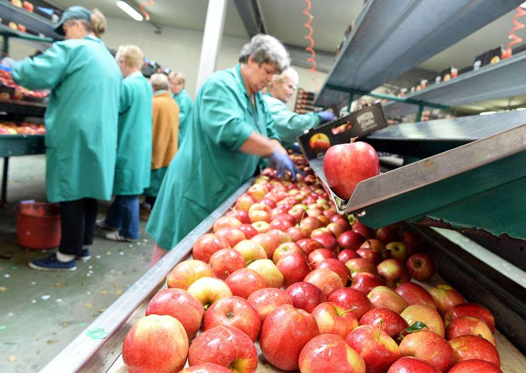 Fruit and Vegetable Processing Market'