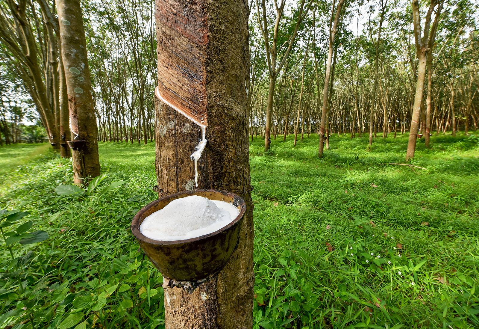 Rubber Market'