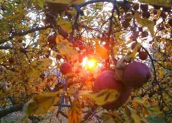 Breezy Hill Orchard'