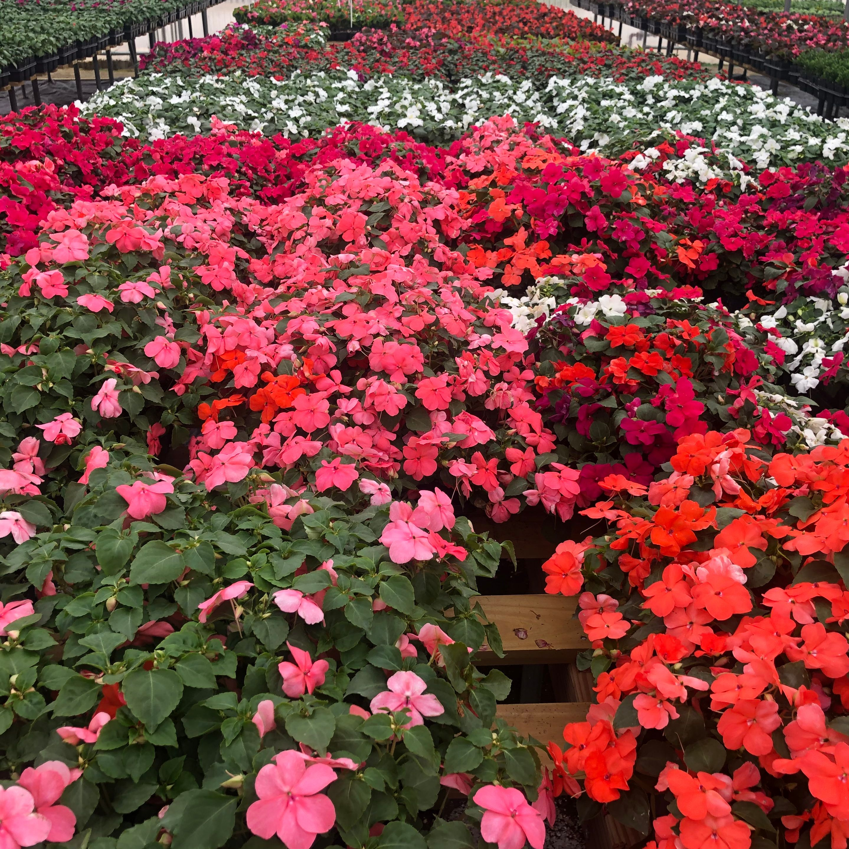 Wholesale Plant Nursery'