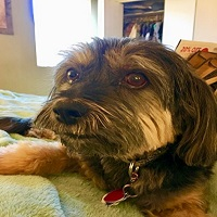 Pawsitivity Salon And Pet Services, Zusias LLC