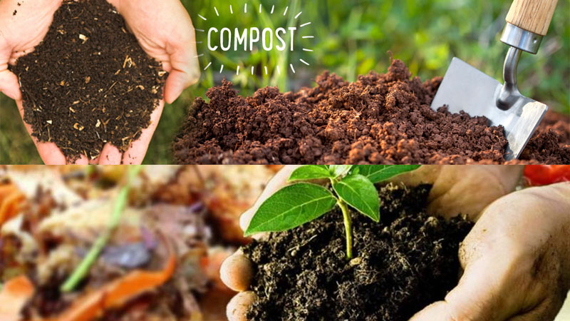 Bio Fertilizer Market'