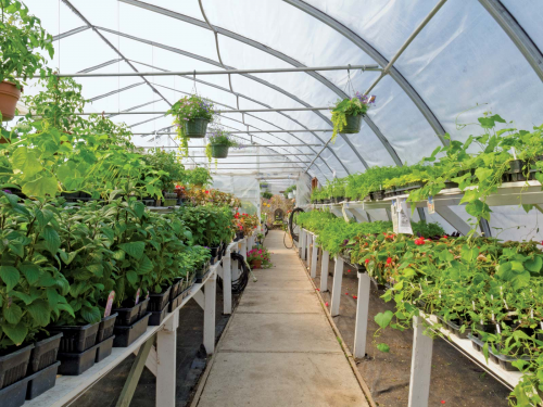 Greenhouse Horticulture Market'