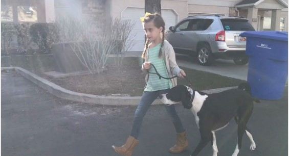 Dog Training Utah County'