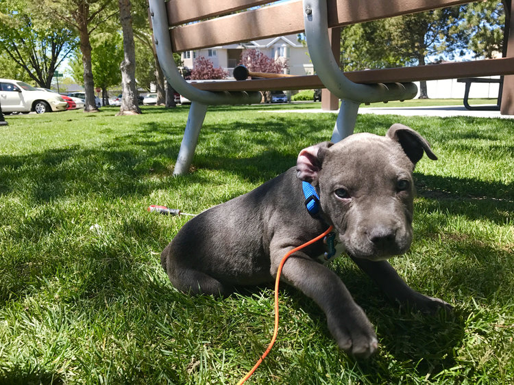 Dog Training Near Me'