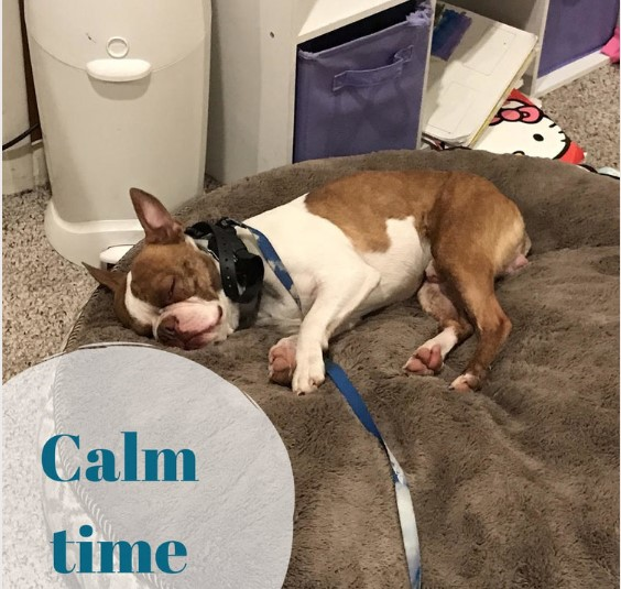 Dog Training Eagle Mountain'