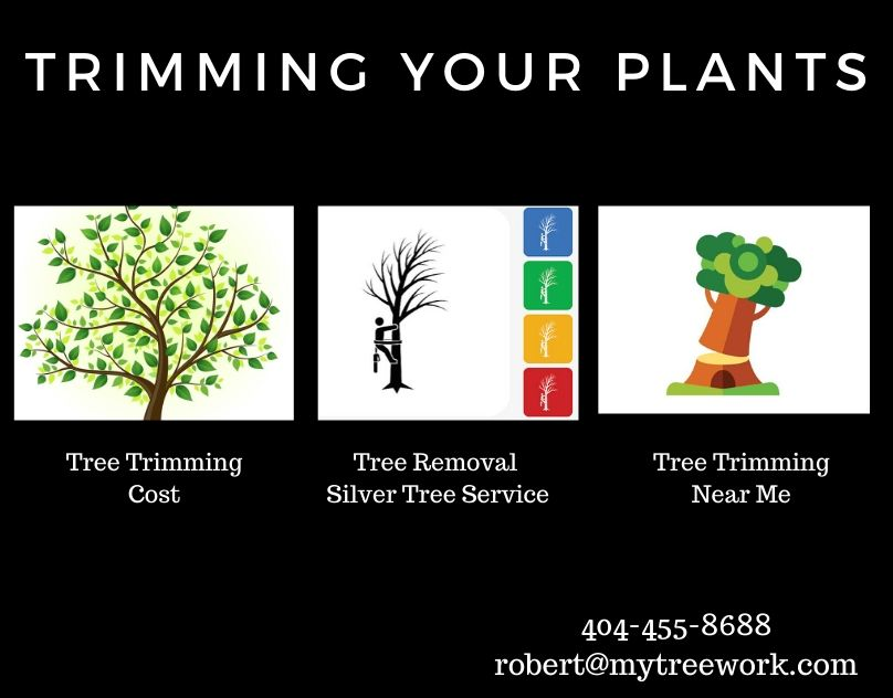 Company Logo For Tree Trimming Near Me-Silver Tree Service'