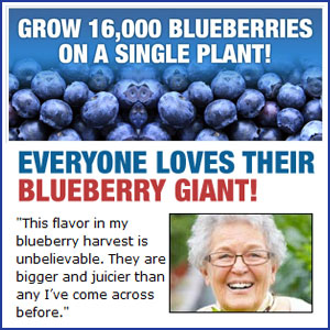 Little Giant Blueberries'