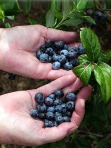 Giant Blueberries'