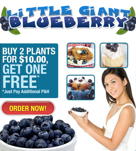 Blueberry Giant'