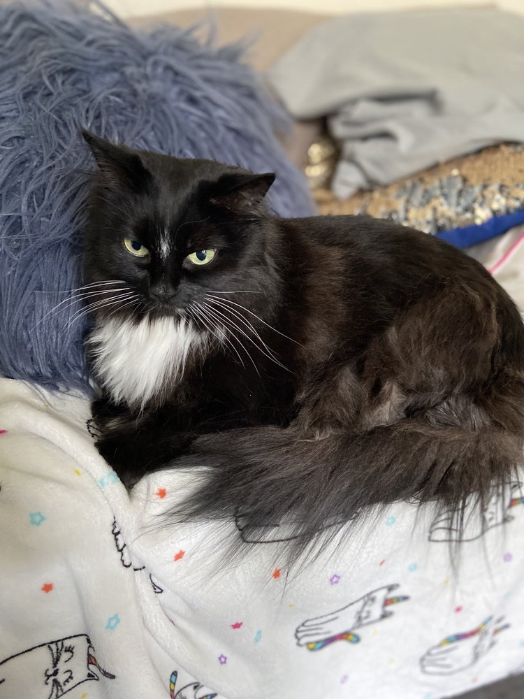 Cat Groomer Beaverton OR'