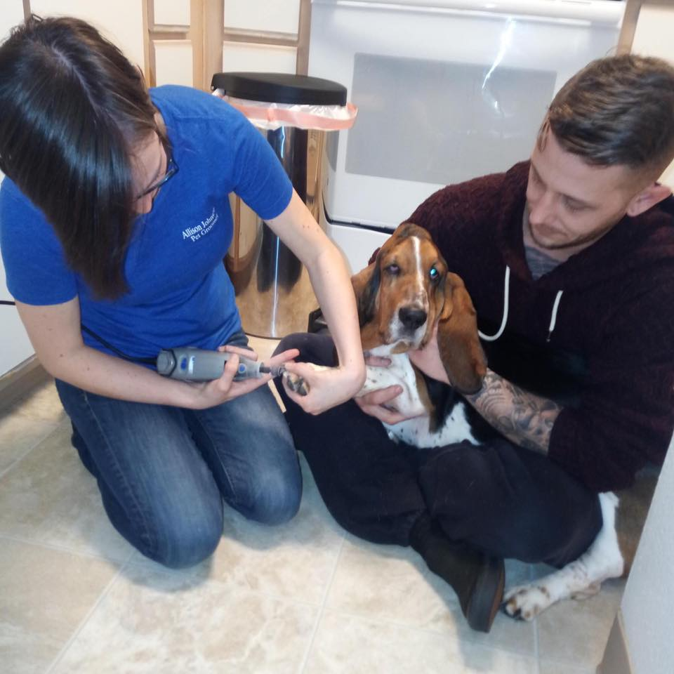 Pet Grooming Beaverton OR'