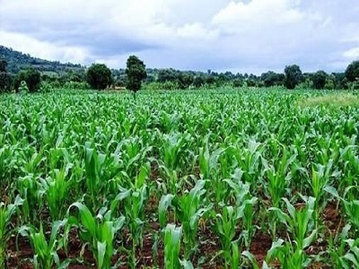 Index-based Agricultural Insurance Market