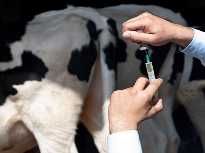 Cattle Vaccines Market'