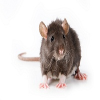Company Logo For Extermination of Rats Brisbane'