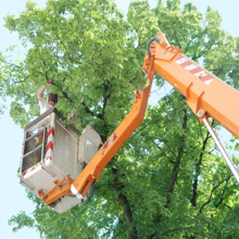 Tree Removal'