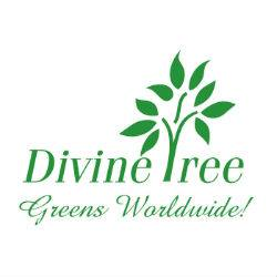 Divine Tree Limited