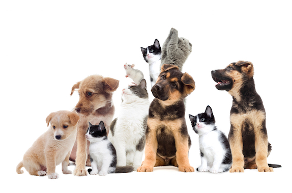 Healthy Paws Pet Insurance Market'