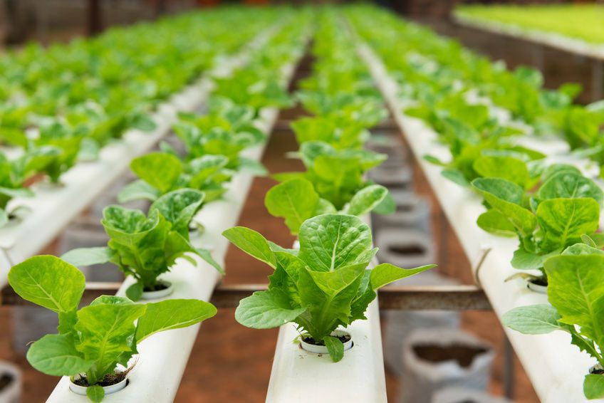 Agricultural Biotechnology Market