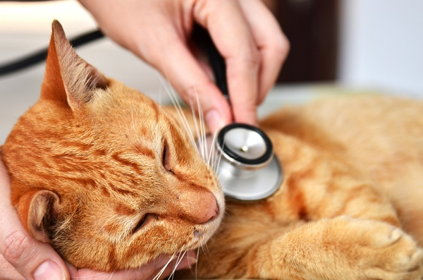 Pet cat Insurance