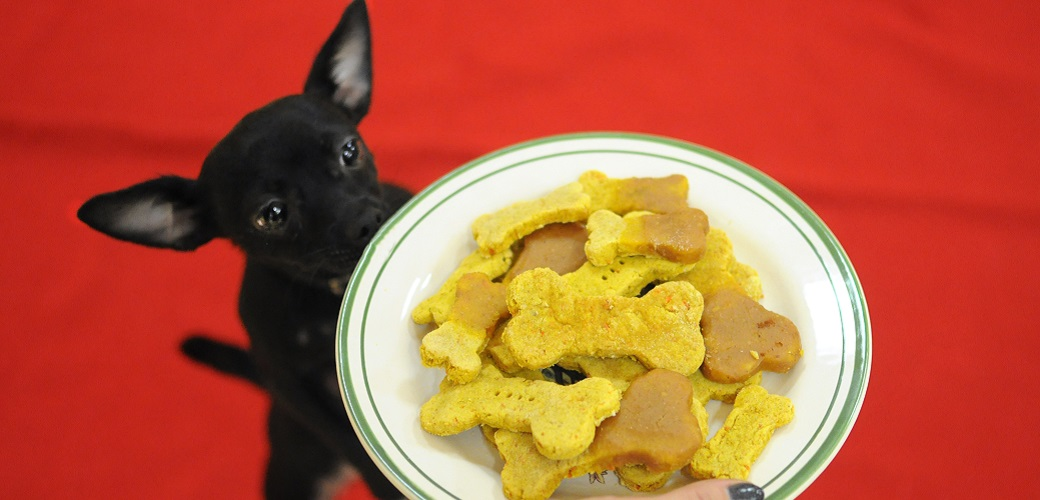 Dog Food and Snacks Market