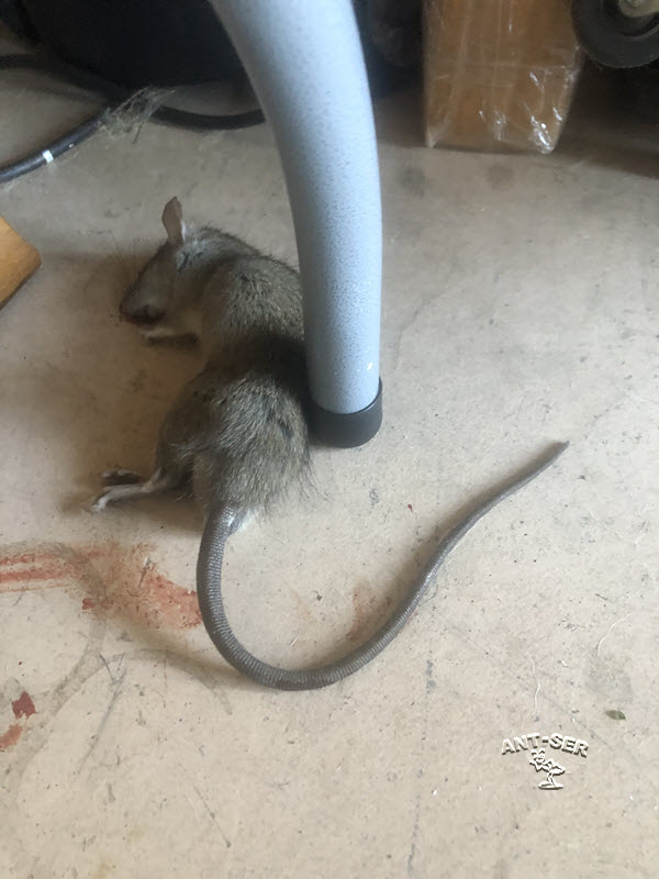 Exterminator Bradenton'