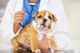 Pet Care Market