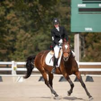 Equestrian Insurance Claims