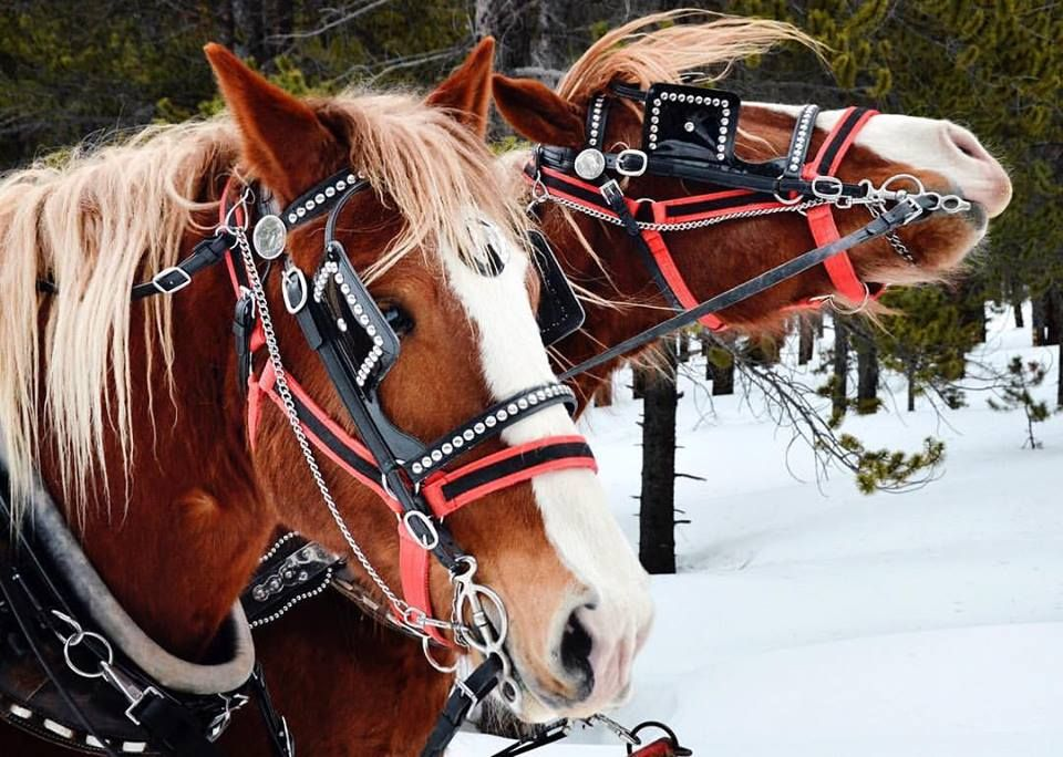 Company Logo For Golden Horseshoe Sleigh Rides'