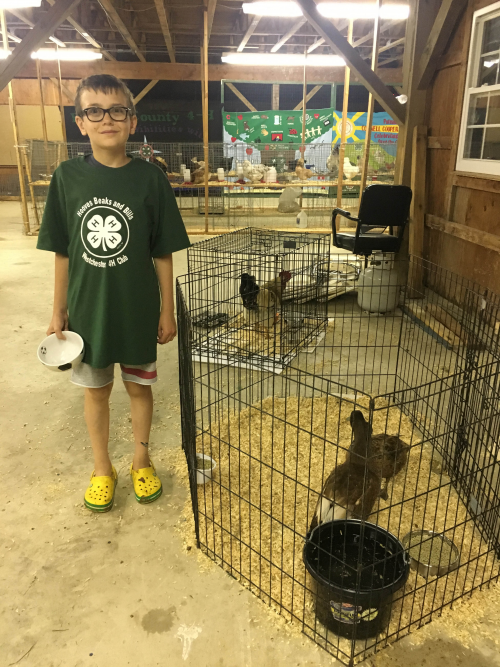 Henry McEvoy and his pet chickens and ducks.'