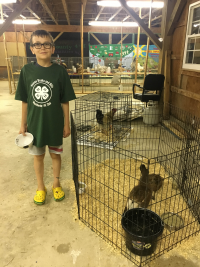 Henry McEvoy and his pet chickens and ducks.