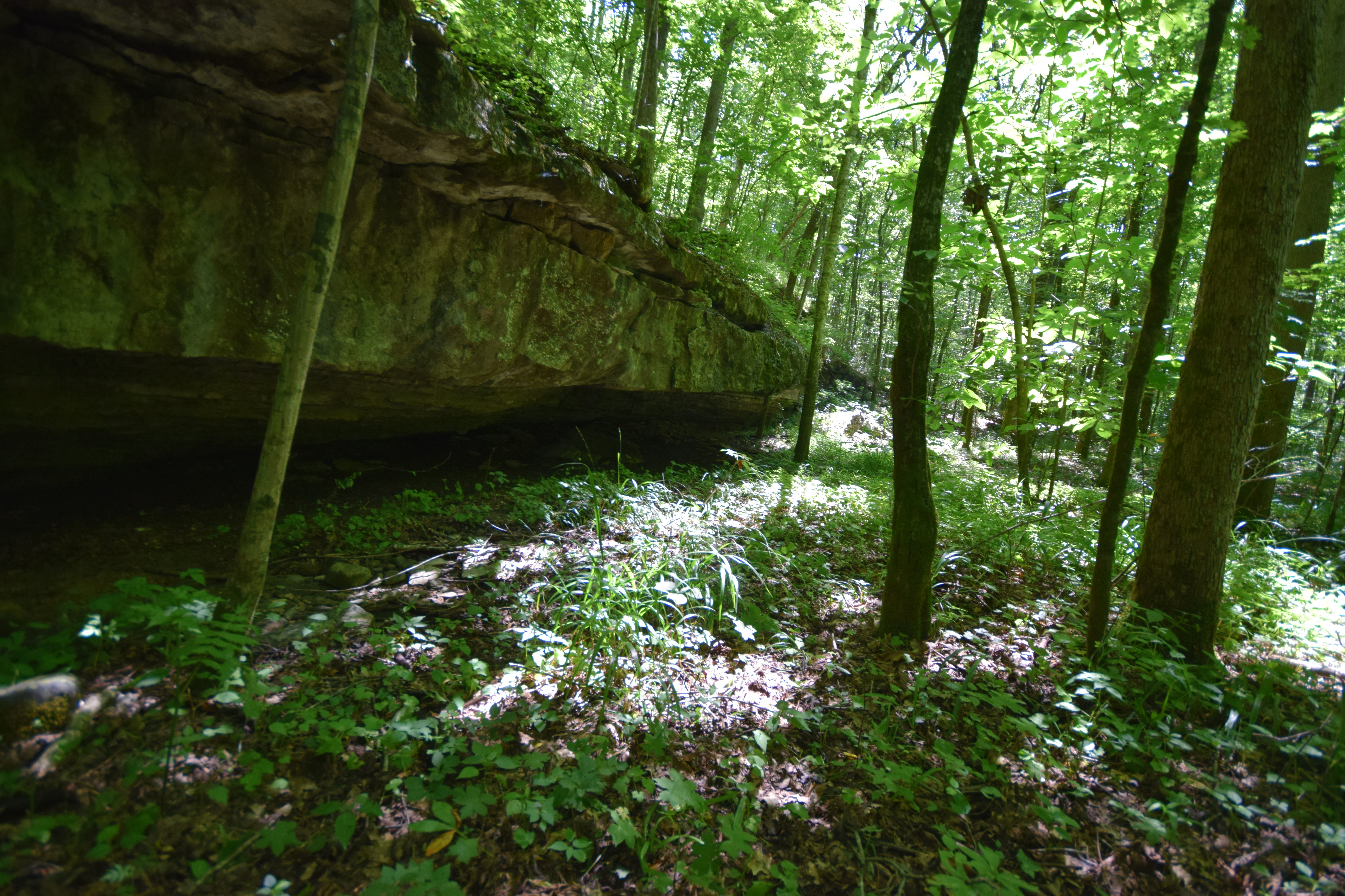 Mayapple - Steve and Nancy Attaway Preserve