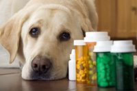 Pet Vitamins and Supplements Market