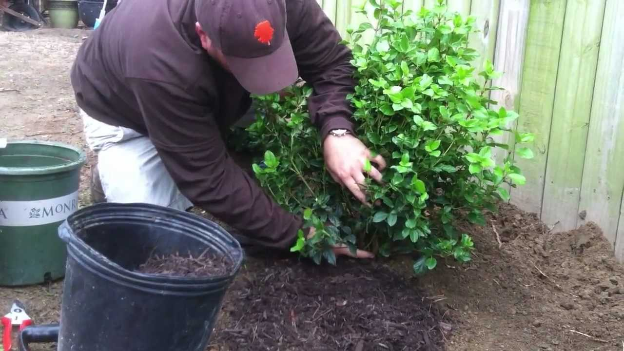 Plant New Trees Centerville OH Logo