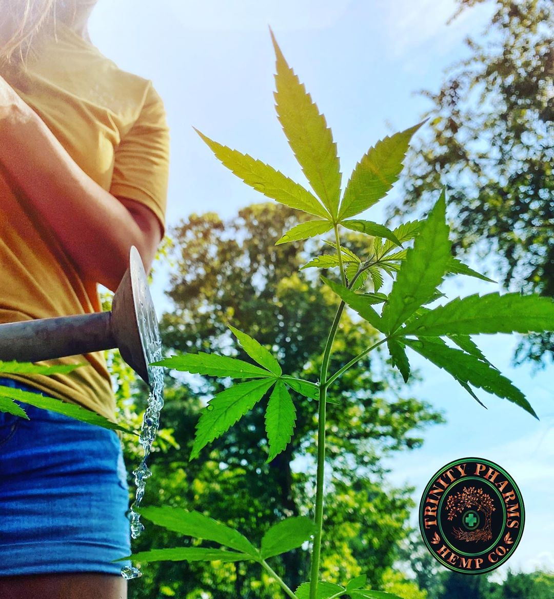 Company Logo For Trinity Pharms Hemp Co. CBD Dispensary'
