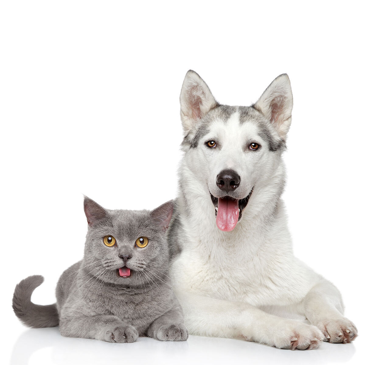 Groomit for Dogs and Cats