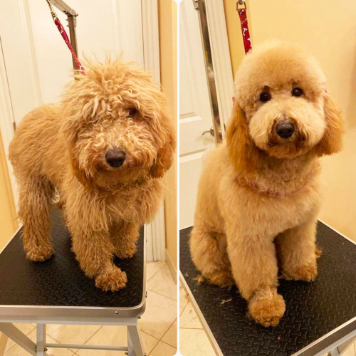 Groomit Before &amp; After'