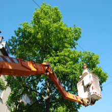 Tree Pruning'