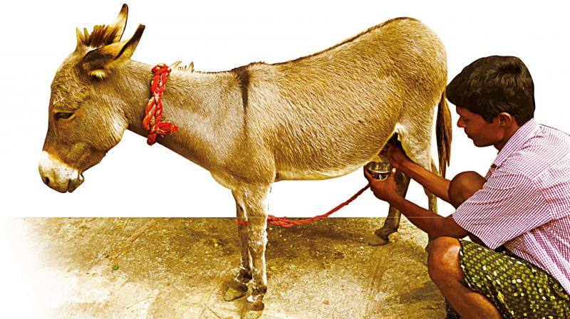 Donkey&rsquo;s Milk Market