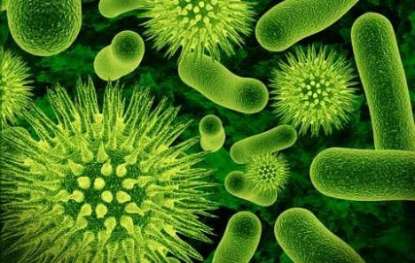 Beneficial Bacteria Market