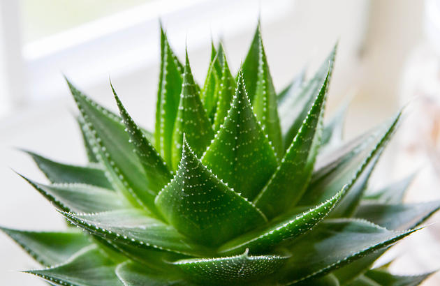 Aloe Vera Extract