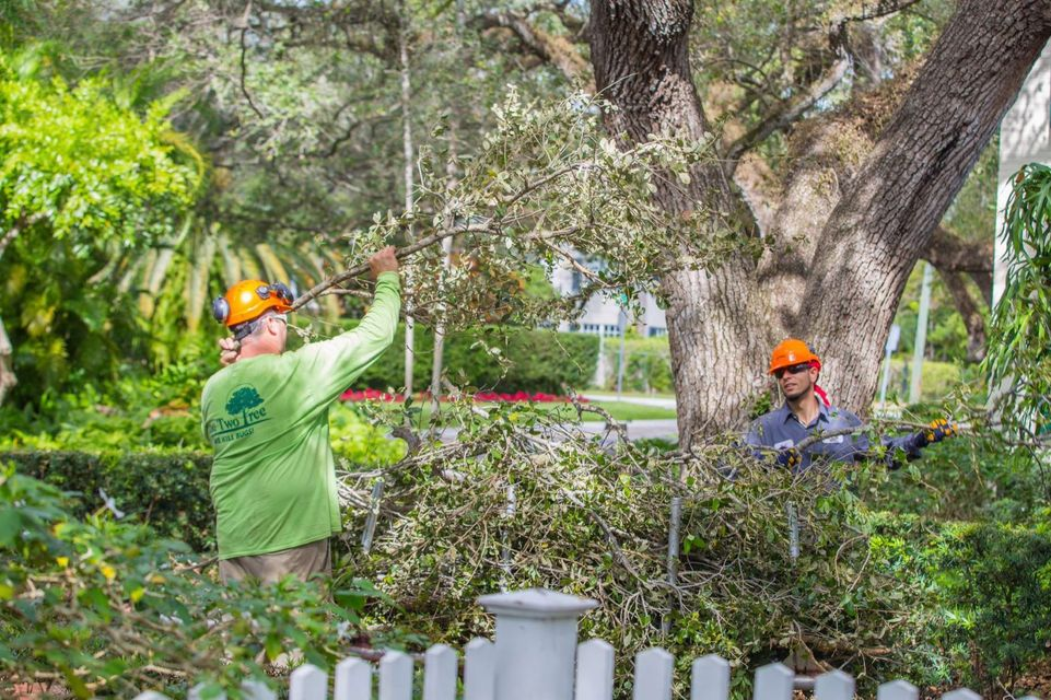 Tree Service Stuart'