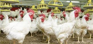 Poultry Insurance Market'