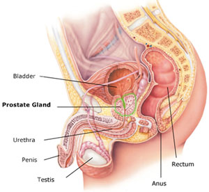 Prostate Health'