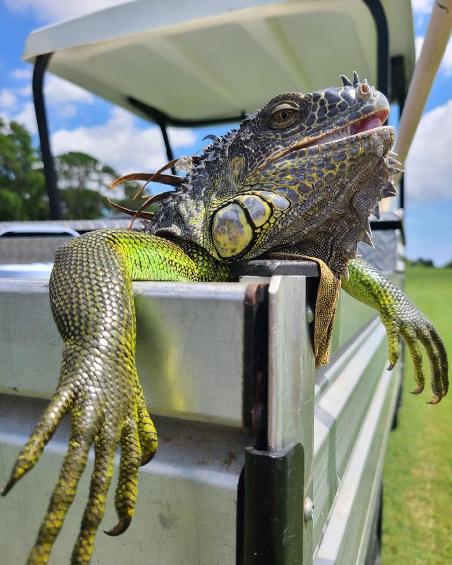 Iguana Repellant'