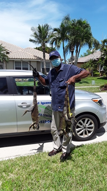 Iguana Pest Control'