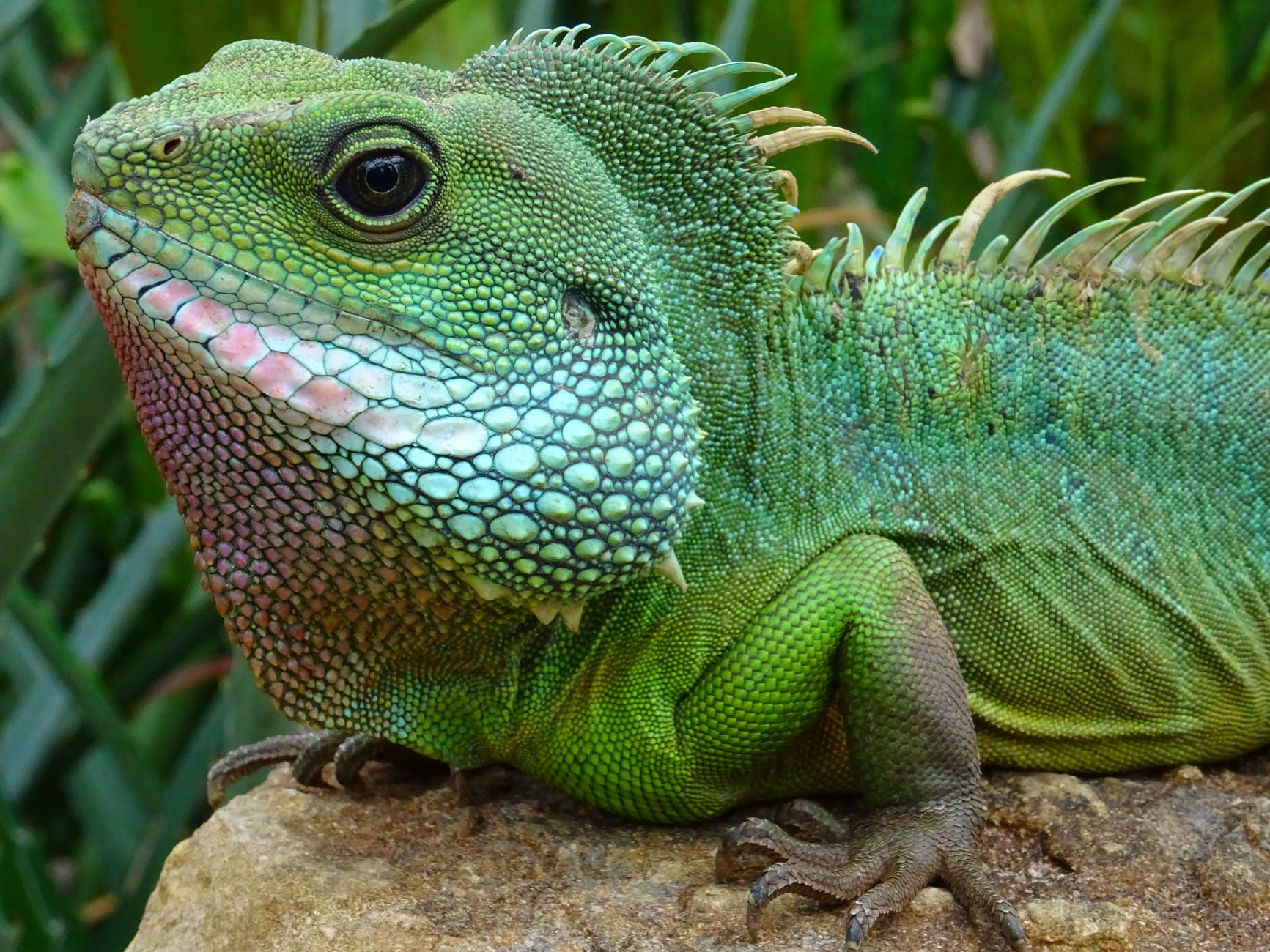 Iguana Trapper'