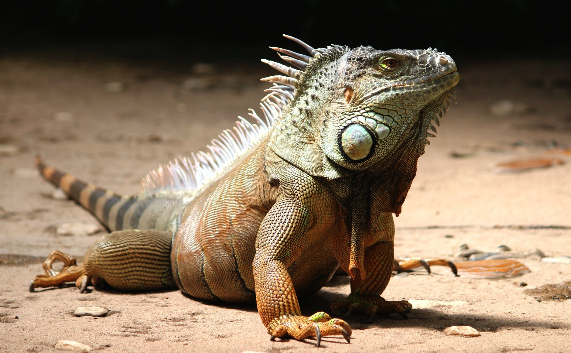 Iguana Extermination'