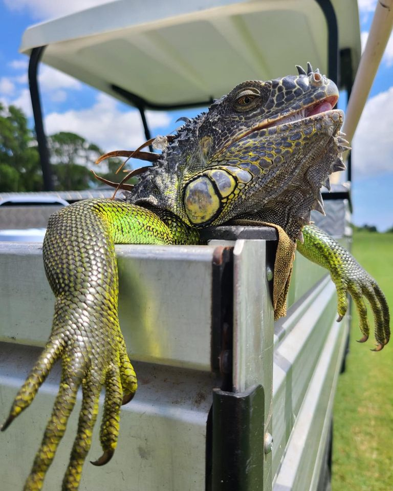 Iguana Pest Control'